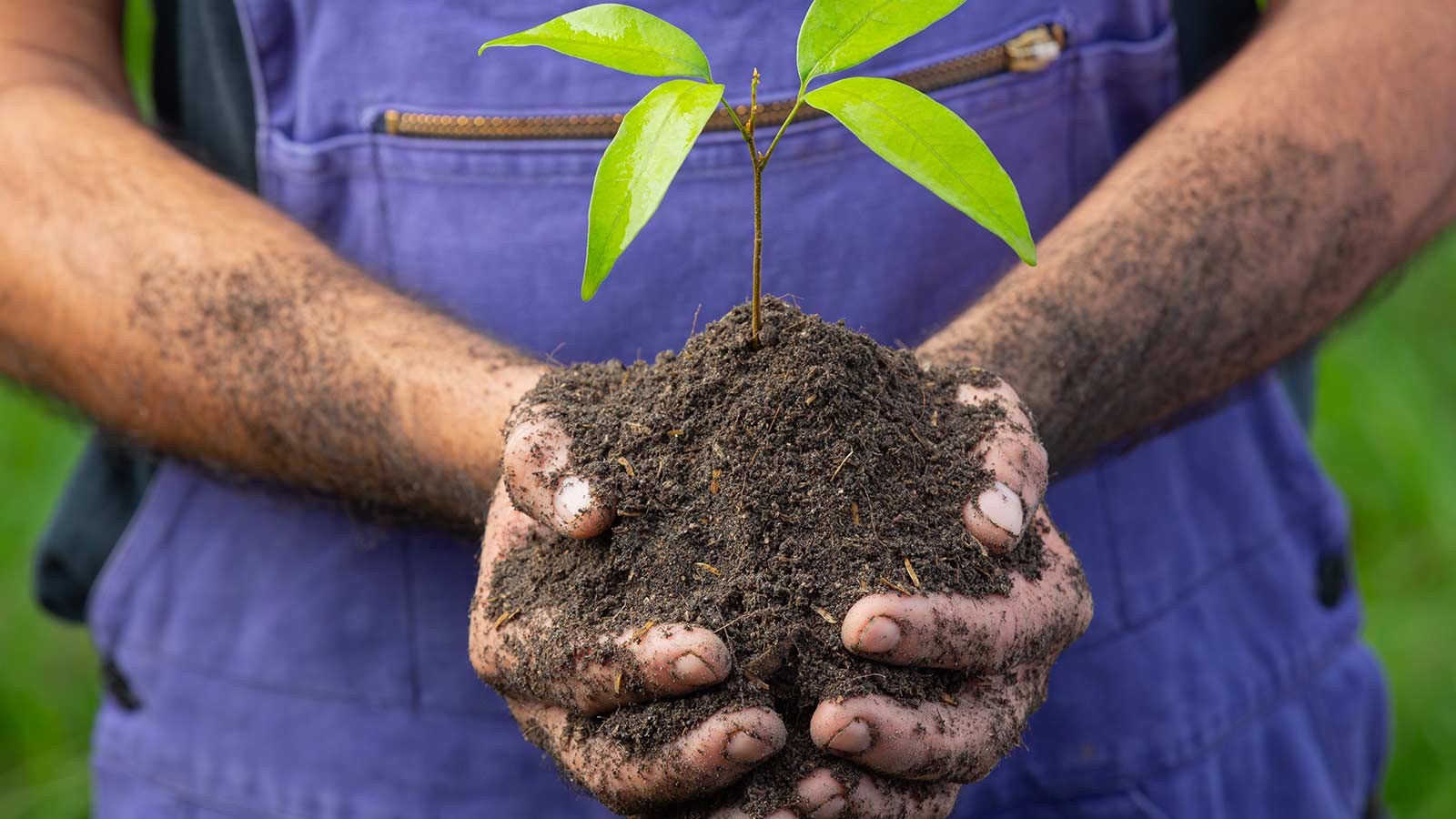 Méthode d'agriculture régénérative